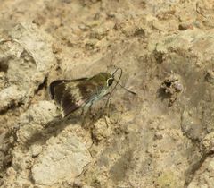 Platylesches moritili