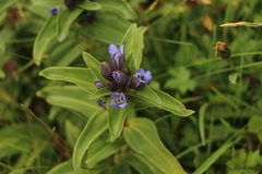 Gentiana cruciata cruciata