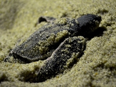 Dermochelys coriacea