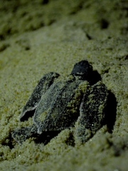Dermochelys coriacea