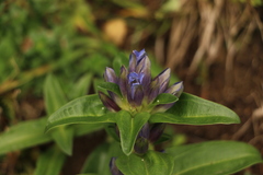 Gentiana cruciata cruciata