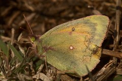 Colias lesbia