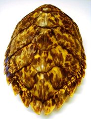 Eretmochelys imbricata
