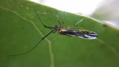 Dictyopsocus pennicornis