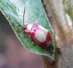 Asphaera communis