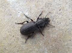Mecodema sculpturatum