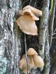 Auricularia angiospermarum