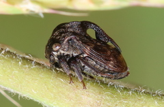 Campylocentrus