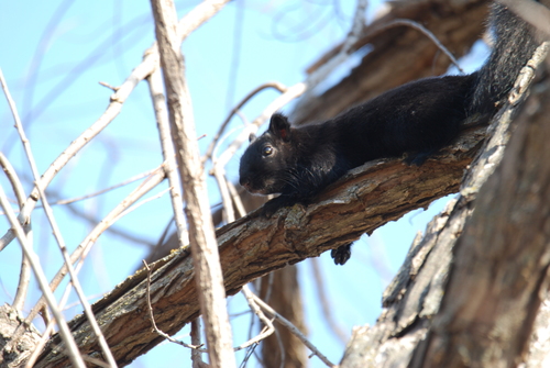Eastern Gray Squirrel photographed in Kansas