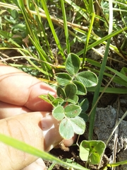 Arachis burkartii