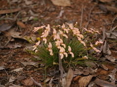 Stylidium uniflorum