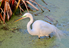 Ardea alba