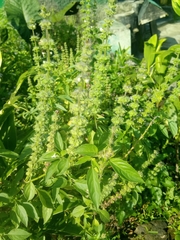 Ocimum × africanum