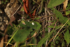Polygala serpyllifolia