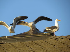 Larus occidentalis