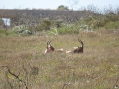 Damaliscus pygargus pygargus