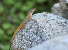 Anolis pogus
