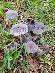 Fungi
