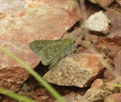 Pelopidas mathias mathias