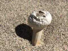 Agaricus deserticola