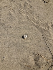 Agaricus deserticola