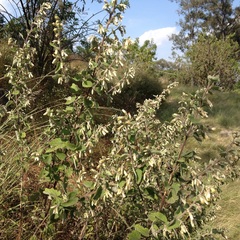 Brickellia secundiflora