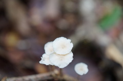 Marasmiellus chamaecyparidis