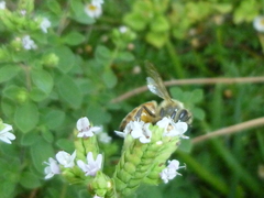Apis mellifera
