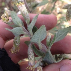 Brickellia secundiflora
