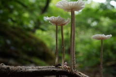 Marasmiellus chamaecyparidis