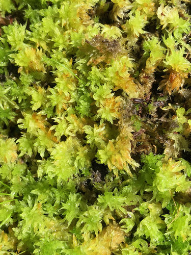 Sphagnum lescurii image