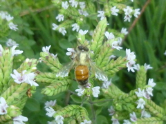 Apis mellifera