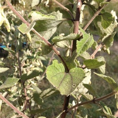 Brickellia secundiflora