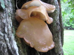 Auricularia angiospermarum