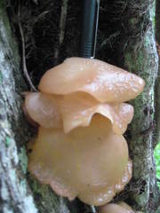 Auricularia angiospermarum
