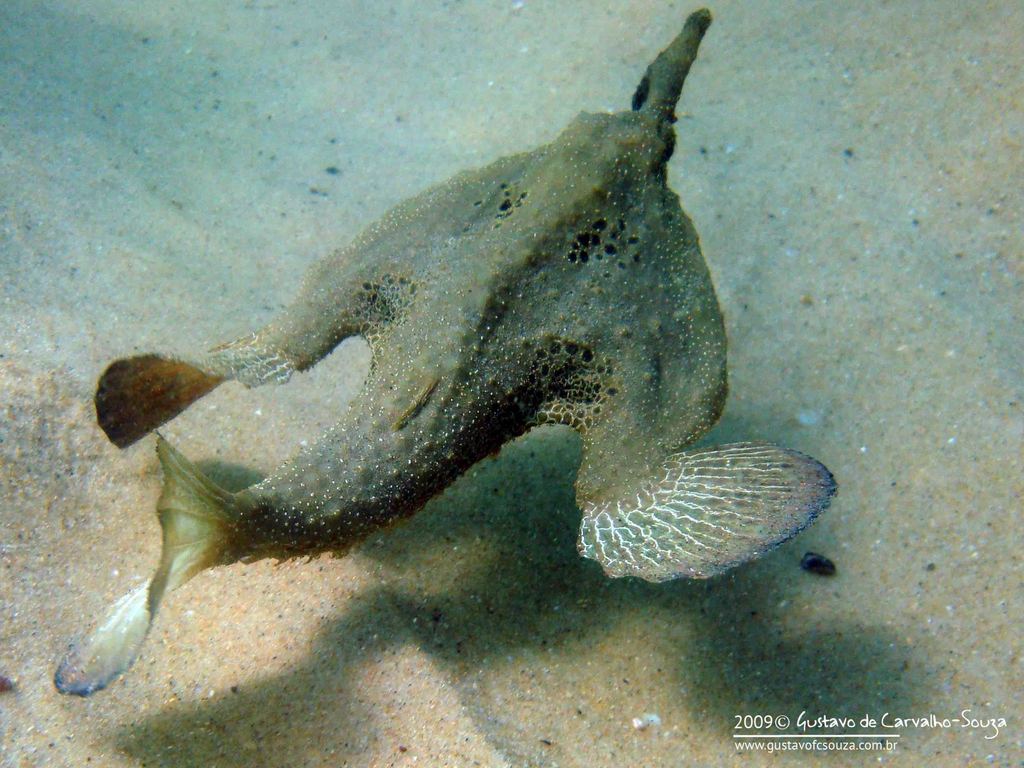 Batfish (Ogcocephalus vespertilio) — Ogcocephalidae