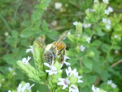 Apis mellifera