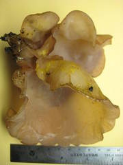 Auricularia angiospermarum
