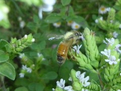 Apis mellifera
