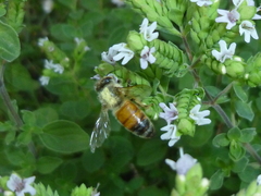 Apis mellifera