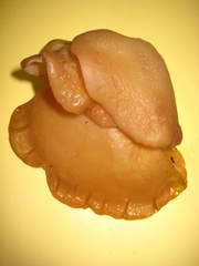 Auricularia angiospermarum