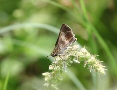 Platylesches moritili