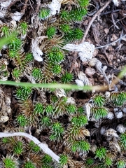Selaginella peruviana