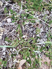 Selaginella peruviana