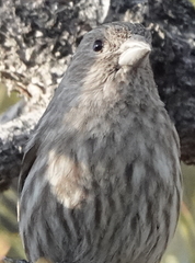 Haemorhous mexicanus