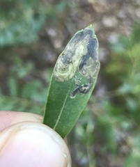 Phytomyza glabricola