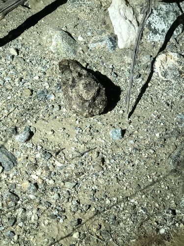 iNaturalist observation photo of Common Poorwill