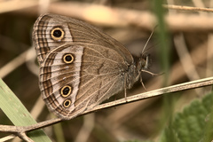 Stegosatyrus periphas