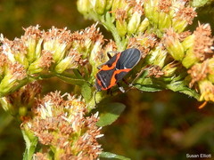 Lygaeus kalmii angustomarginatus