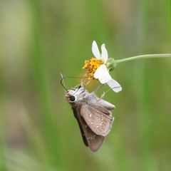 Pelopidas mathias mathias